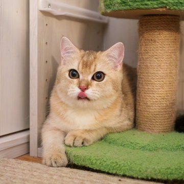 ブリティッシュショートヘア【大阪府・男の子・2025年5月8日・ゴールデンシェーデッド】の写真「性格も見た目も定着❤️理想の猫とすぐに暮らそう」