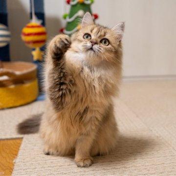 ブリティッシュショートヘア【大阪府・女の子・2025年5月8日・ゴールデンシェーデッド(ロング)】の写真「性格も見た目も定着❤️理想の猫とすぐに暮らそう」