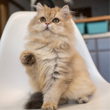 ブリティッシュショートヘア【大阪府・女の子・2025年5月8日・ゴールデンシェーデッド】の写真「遊び好きで顔めっちゃ可愛い😺」