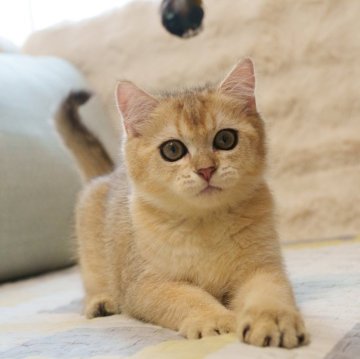 ブリティッシュショートヘア【大阪府・男の子・2025年5月8日・ゴールデンシェーデッド】の写真「好奇心満々、甘くて可愛い」