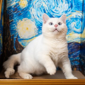 ブリティッシュショートヘア【大阪府・男の子・2025年8月1日・ホワイト】の写真「真っ白な子猫ちゃん」