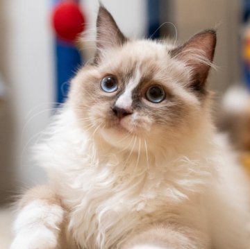 ラグドール【大阪府・女の子・2025年6月20日・シールポイントバイカラー】の写真「秋🍁キャンーペン中!人馴れの甘えん坊❤️」