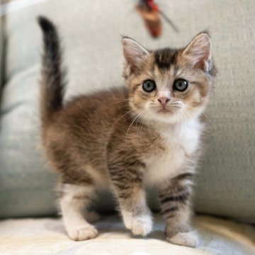 ブリティッシュショートヘア【大阪府・女の子・2025年8月26日・ブラウンタビー&ホワイト】の写真「穏やかで撫で撫で大好き」