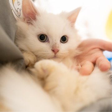 サイベリアンXブリティッシュショットヘア【大阪府・男の子・2025年9月1日・ホワイト】の写真「穏やかで優しい白猫ちゃん」