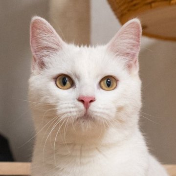 サイベリアン&ブリティッシュショットヘア【大阪府・女の子・2025年3月9日・ホワイト】の写真「抱っこもシャンプーもおまかせの優等生」