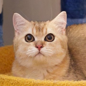 ブリティッシュショートヘア【大阪府・男の子・2025年5月8日・ゴールデンシェーデッド】の写真「好奇心満々、甘くて可愛い」