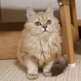 ブリティッシュロングヘア