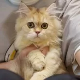 ブリティッシュショートヘア