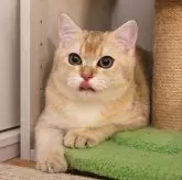 ブリティッシュショートヘア