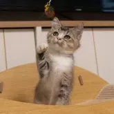 ブリティッシュショートヘア