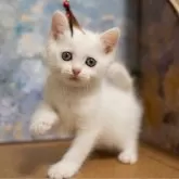 ブリティッシュショートヘア
