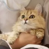 ブリティッシュショートヘア