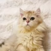 ブリティッシュロングヘア