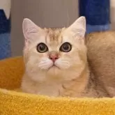 ブリティッシュショートヘア