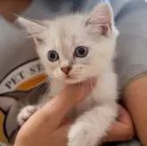 ブリティッシュショートヘア