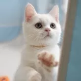 ブリティッシュショートヘア