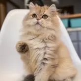 ブリティッシュショートヘア