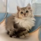 サイベリアンXブリティッシュショットヘア【大阪府・女の子・2025年9月1日・ブラウンタビー&ホワイト】の写真1