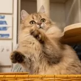 ブリティッシュショートヘア