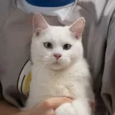 サイベリアン&ブリティッシュショットヘア