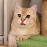 ブリティッシュショートヘア