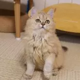 ブリティッシュショートヘア