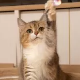 ブリティッシュショートヘア