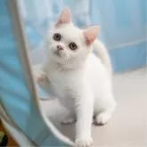 ブリティッシュショートヘア