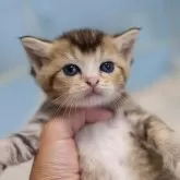 ブリティッシュショートヘア