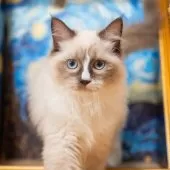 ラグドール【大阪府・女の子・2025年6月20日・シールポイントバイカラー】の写真2