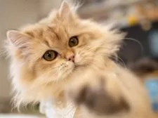 ブリティッシュショートヘア【大阪府・女の子・2025年5月8日・チンチラゴールデン(ロング)】の写真2