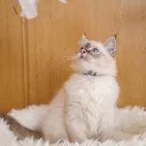 ラグドール【大阪府・男の子・2024年10月1日・シールリンクスポイント】の写真3