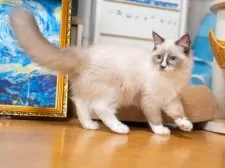 ラグドール【大阪府・女の子・2025年6月20日・シールポイントバイカラー】の写真4