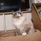 ラグドール【大阪府・男の子・2025年4月18日・シールポイントバイカラー】の写真4