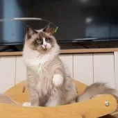 ラグドール【大阪府・男の子・2025年4月18日・シールポイントバイカラー】の写真6