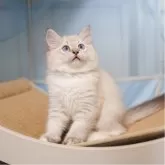 ラッグドール&ブリティッシュショットヘア【大阪府・女の子・2025年4月4日・シールリンクスポイント】の写真3