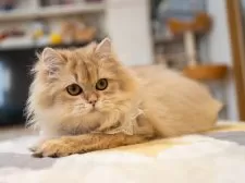 ブリティッシュショートヘア【大阪府・女の子・2025年5月8日・ゴールデンシェーデッド】の写真6