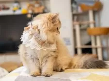 ブリティッシュショートヘア【大阪府・女の子・2025年5月8日・ゴールデンシェーデッド】の写真7