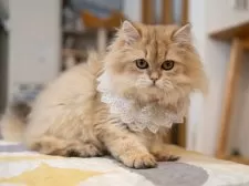 ブリティッシュショートヘア【大阪府・女の子・2025年5月8日・ゴールデンシェーデッド】の写真8