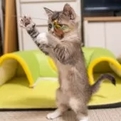 ブリティッシュショートヘア【大阪府・女の子・2025年8月26日・ブラウンタビー&ホワイト】の写真7