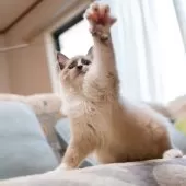 ラグドール【大阪府・女の子・2025年6月20日・シールポイントバイカラー】の写真9