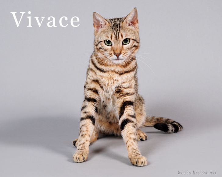 外山　達也(とやま　たつや)ブリーダー(大阪府・ベンガル・JPCU事務局登録)の紹介写真2