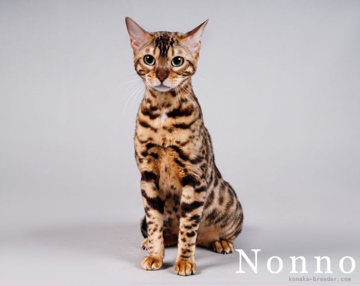 外山　達也(とやま　たつや)ブリーダー(大阪府・ベンガル・JPCU事務局登録)の紹介写真3