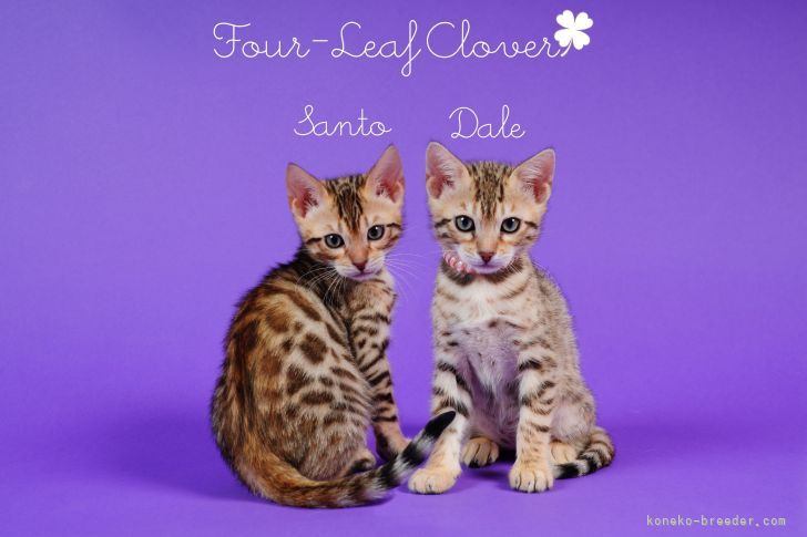 外山　達也(とやま　たつや)ブリーダー(大阪府・ベンガル・JPCU事務局登録)の紹介写真5