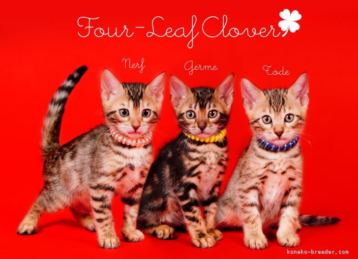 外山　達也(とやま　たつや)ブリーダー(大阪府・ベンガル・JPCU事務局登録)の紹介写真6