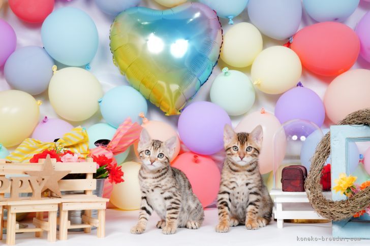 外山　達也(とやま　たつや)ブリーダー(大阪府・ベンガル・JPCU事務局登録)の紹介写真7