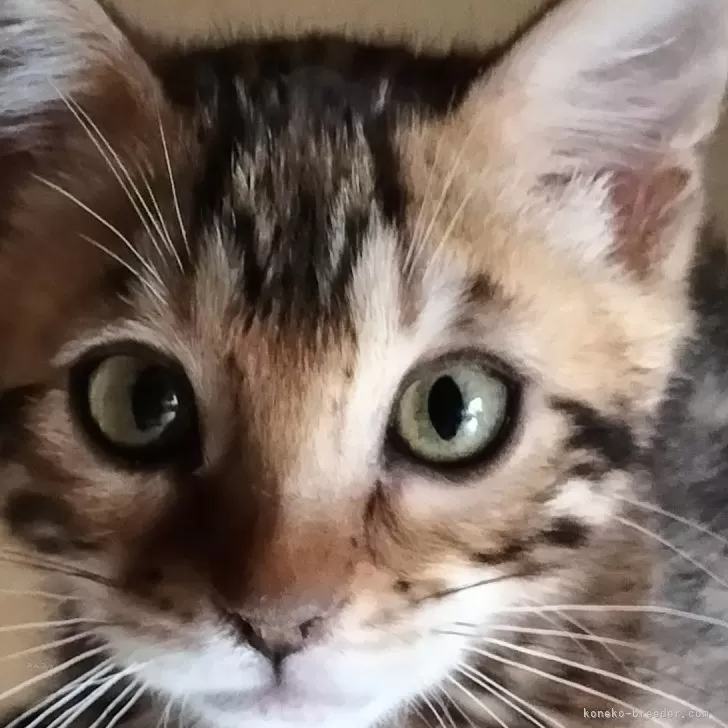 ID:2402-00149の子猫