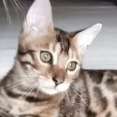 ベンガル【京都府・男の子・2025年6月8日・ブラウンスポティットタビー(ロゼット)】の写真11