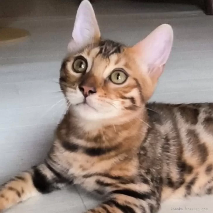 ベンガル【京都府・男の子・2025年6月8日・ブラウンスポティットタビー(ロゼット)】の写真1