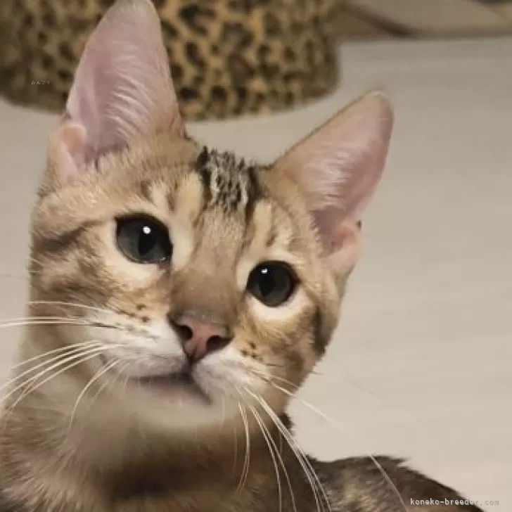 ベンガル【京都府・男の子・2025年7月15日・ブラウンスポティットタビーロゼット(ロゼット)】の写真1